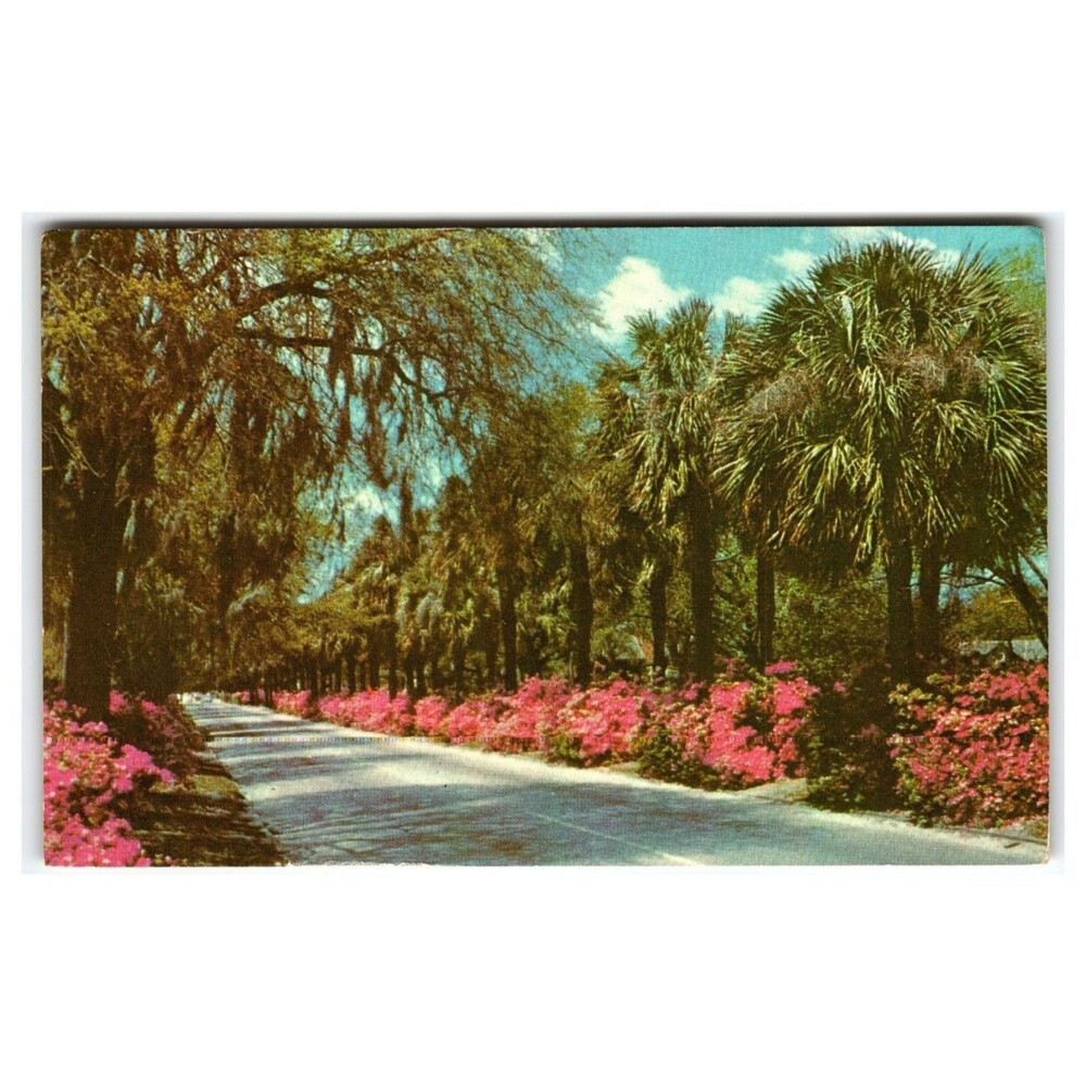 Victory Drive Savannah GA Postcard - Palms Azaleas US Highway 80 Chrome